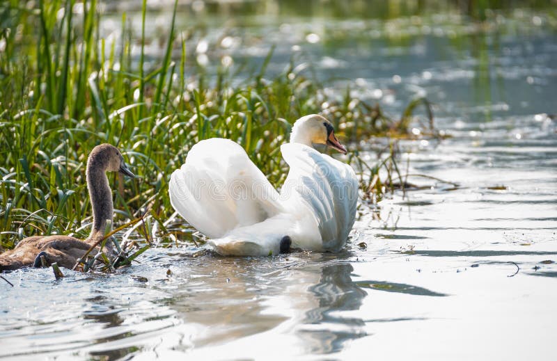 Cygne blanc et natation grise d'oiseau sur le lac images libres de droits Cygne blanc et natation grise d'oiseau sur le lac images libres de droits
