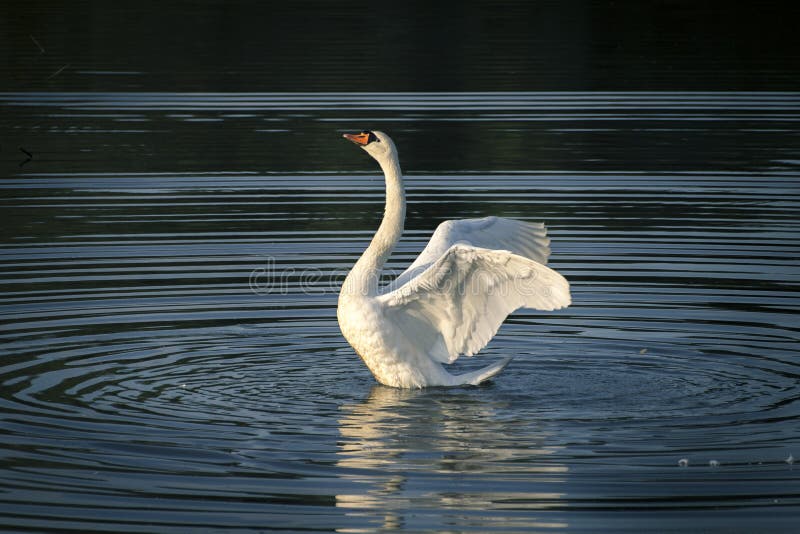 Cygne blanc sur le lac images stock Cygne blanc sur le lac images stock