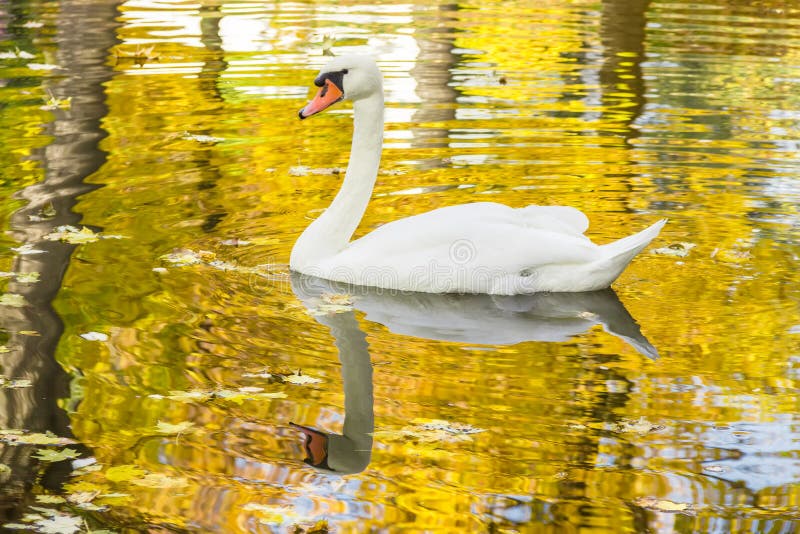 Cygne blanc sur un étang parmi les feuilles tombées photo libre de droits Cygne blanc sur un étang parmi les feuilles tombées photo libre de droits