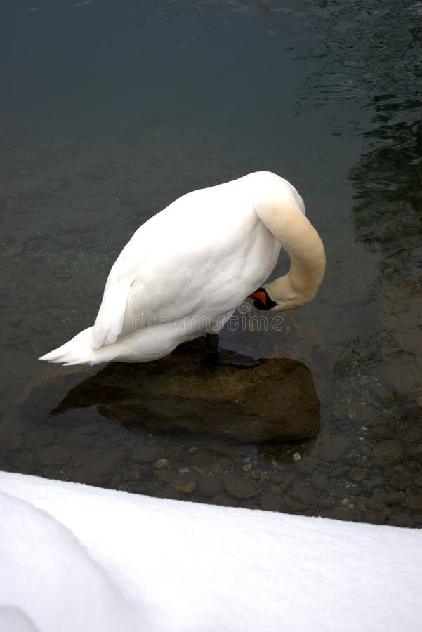 Lovely white swan in the lake in Werdenberg in Switzerland 15.1.2021. Lovely white swan in the lake in Werdenberg in Switzerland 15.1.2021