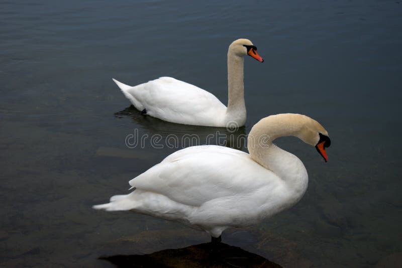 Lovely white swan in the lake in Werdenberg in Switzerland 15.1.2021. Lovely white swan in the lake in Werdenberg in Switzerland 15.1.2021