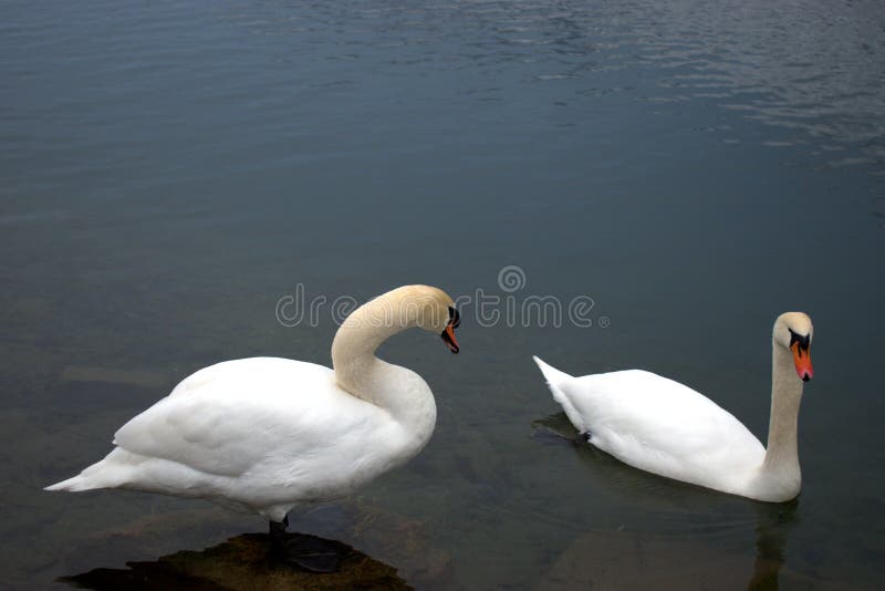 Lovely white swan in the lake in Werdenberg in Switzerland 15.1.2021. Lovely white swan in the lake in Werdenberg in Switzerland 15.1.2021