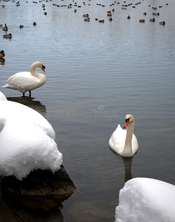 Lovely white swan in the lake in Werdenberg in Switzerland 15.1.2021. Lovely white swan in the lake in Werdenberg in Switzerland 15.1.2021