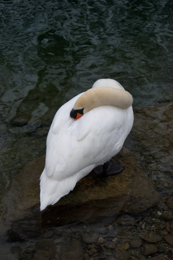 Lovely white swan in the lake in Werdenberg in Switzerland 15.1.2021. Lovely white swan in the lake in Werdenberg in Switzerland 15.1.2021