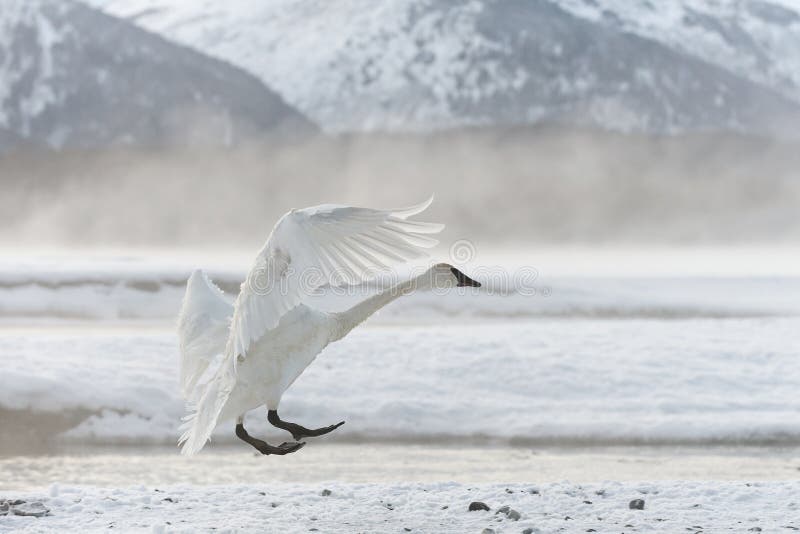 Cygne de toundra photographie stock libre de droits Cygne de toundra photographie stock libre de droits