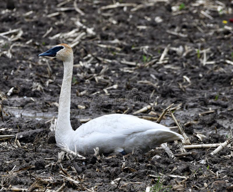 This is a Spring picture of a Trumpeter Swan in a muddy farm field located in Mackinac County, Michigan.  This picture was taken on June 1, 2019. This is a Spring picture of a Trumpeter Swan in a muddy farm field located in Mackinac County, Michigan.  This picture was taken on June 1, 2019.