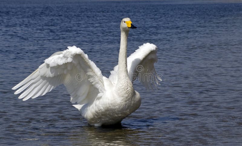 White whooper swan in the river. White whooper swan in the river