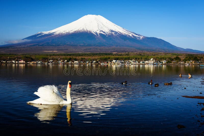 White swan floating on Yamanaka lake with Mt. Fuji view, Yamanashi, Japan. Here, 1 of 5 Mt. Fuji lakes, is the closest with beautiful swans. White swan floating on Yamanaka lake with Mt. Fuji view, Yamanashi, Japan. Here, 1 of 5 Mt. Fuji lakes, is the closest with beautiful swans.