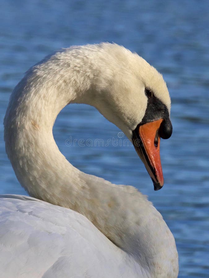 Cygne muet Cygne muet