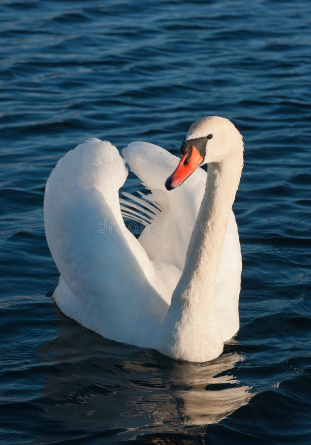 Wild swan portrait. Cygnus olor An adult in threat posture on a tranquil water. Wild swan portrait. Cygnus olor An adult in threat posture on a tranquil water