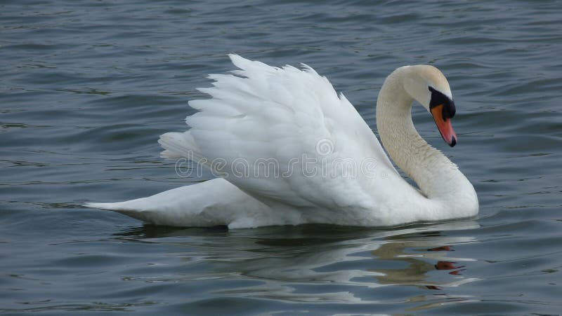 A mute swan on a lake in England. Swans are the largest members of the waterfowl family and the largest flying birds. They can grow up to 1.5 M in length and weigh over 15k. A group is called a Bevy. A mute swan on a lake in England. Swans are the largest members of the waterfowl family and the largest flying birds. They can grow up to 1.5 M in length and weigh over 15k. A group is called a Bevy