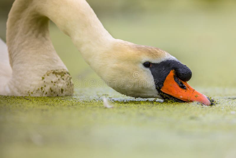 Cygne muet mangeant la lenticule photos libres de droits Cygne muet mangeant la lenticule photos libres de droits