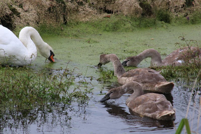 Cygne muet, olor de cygnus, avec trois jeunes cygnes image stock Cygne muet, olor de cygnus, avec trois jeunes cygnes image stock