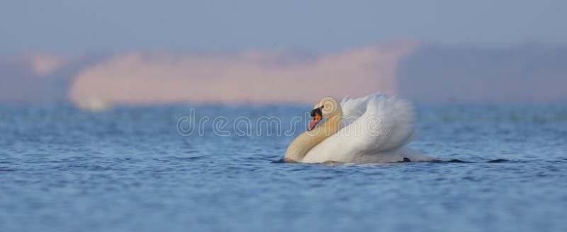 Cygne muet - olor de Cygnus - mâle photographie stock libre de droits Cygne muet - olor de Cygnus - mâle photographie stock libre de droits