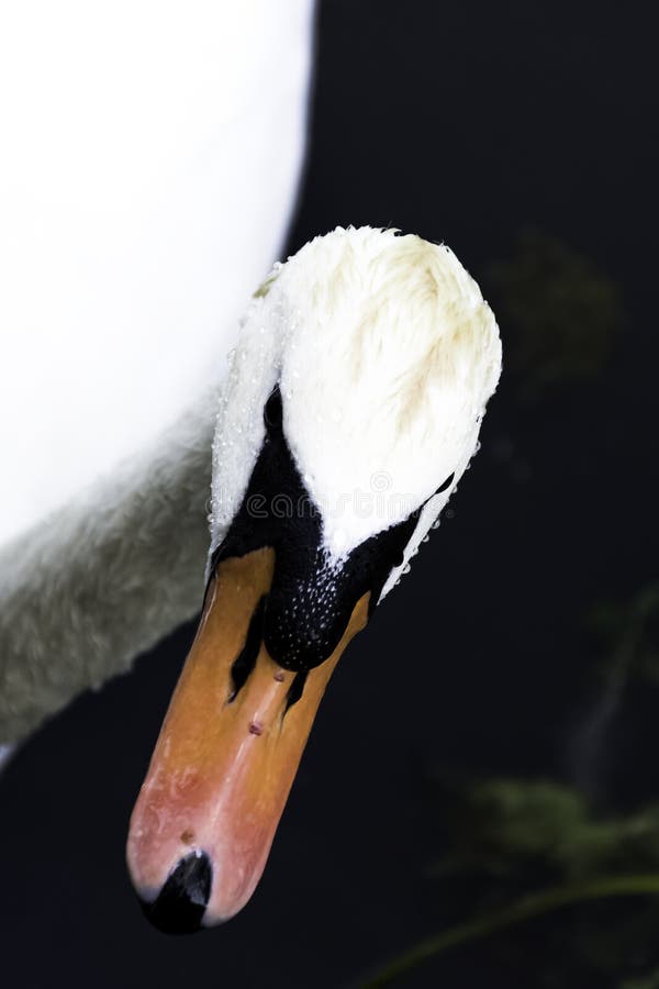 Cygne muet/olor de Cygnus - R-U photo stock Cygne muet/olor de Cygnus - R-U photo stock