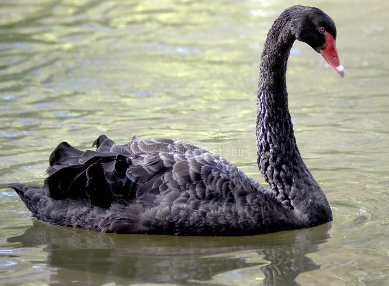 Black swan. Latin name - Cygnus atratus. Black swan. Latin name - Cygnus atratus