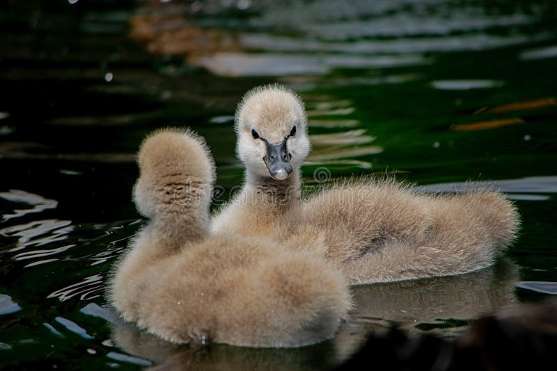 Cygne Noir Bebe Mignon Waterbird Photo Stock Image Du Sauvage Cheri