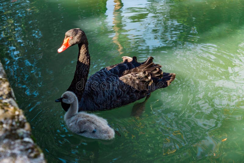 Cygne noir et CUB nageant dans l'étang image stock Cygne noir et CUB nageant dans l'étang image stock