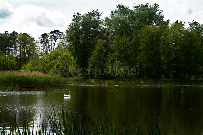 Cygne sur le lac de for?t photographie stock Cygne sur le lac de for?t photographie stock