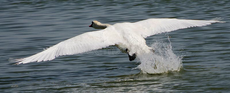 A swan rising from the river. A swan rising from the river