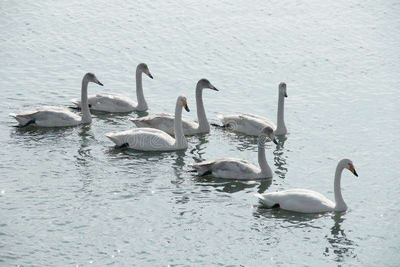cygnes photographie stock cygnes photographie stock