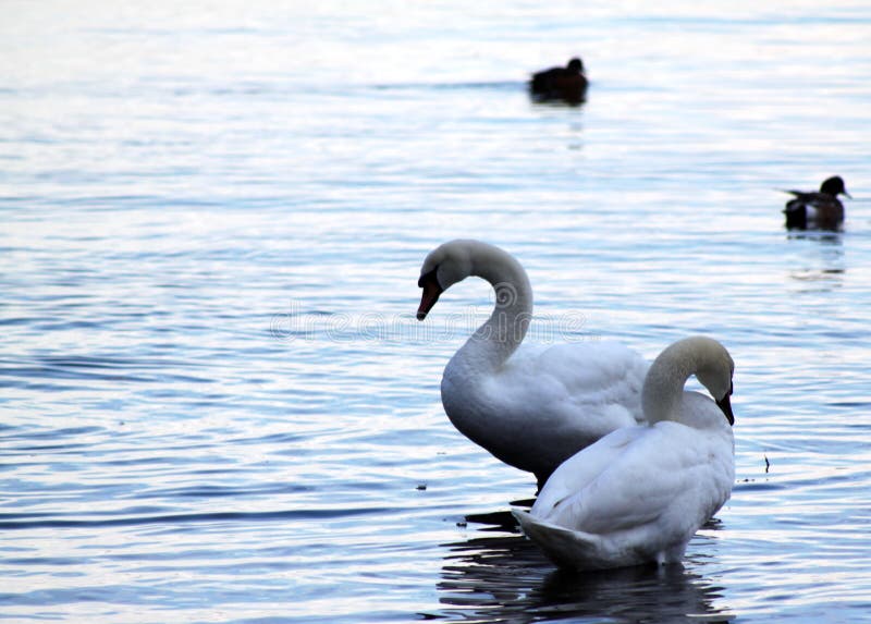 Cygnes au lever de soleil, port de Fulford, île de ressort de sel images libres de droits Cygnes au lever de soleil, port de Fulford, île de ressort de sel images libres de droits