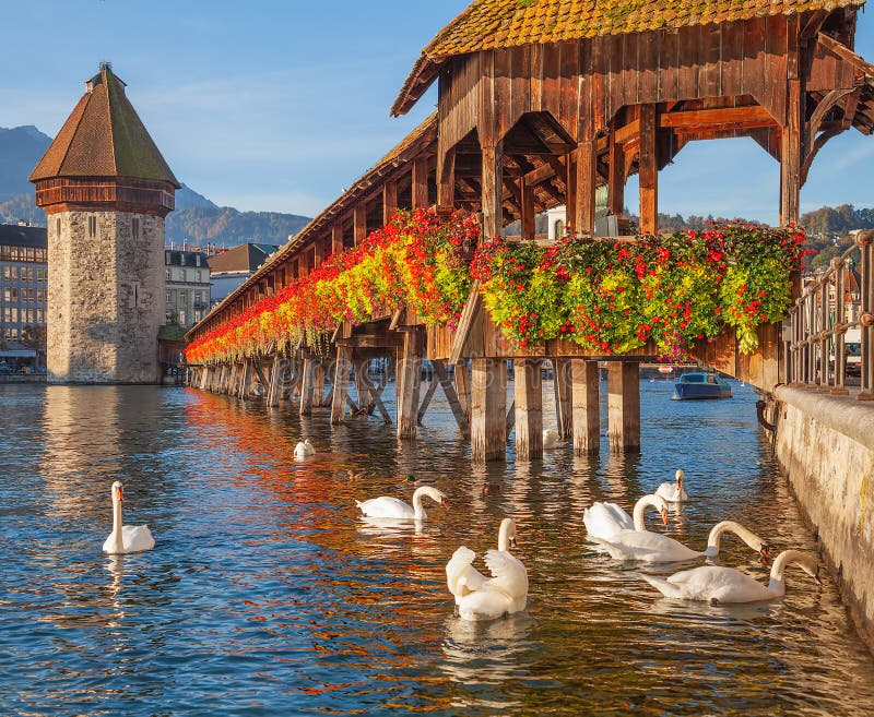 Cygnes au pont de chapelle en luzerne, Suisse