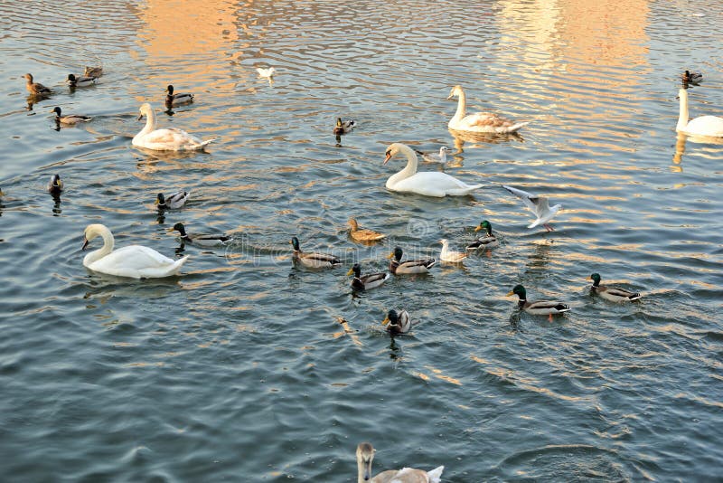 Cygnes, canards et mouettes sur la rivière image stock Cygnes, canards et mouettes sur la rivière image stock