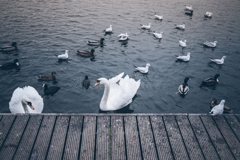 Cygnes, canards et mouettes sur le lac images libres de droits Cygnes, canards et mouettes sur le lac images libres de droits