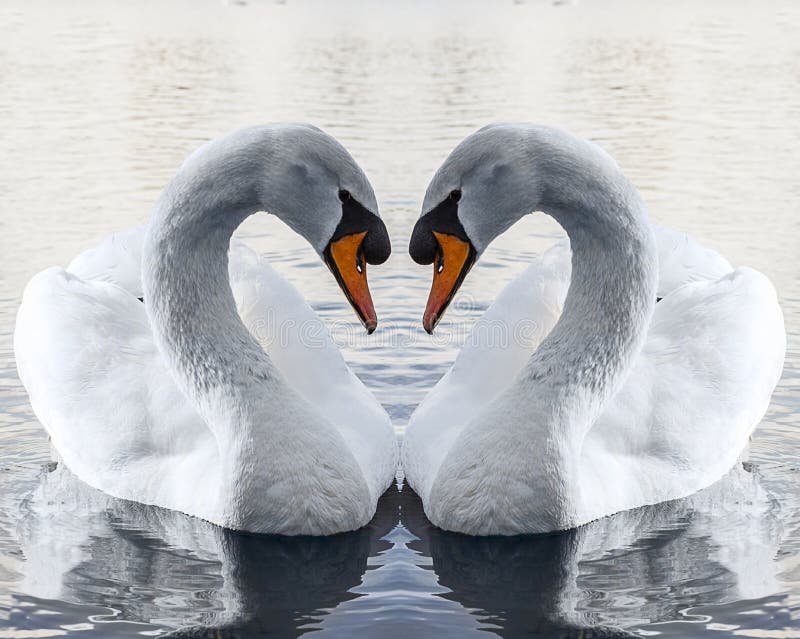 Coeur De Cygne Photo Stock Image Du Flirter Lune Miroir