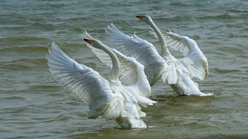 Cygnes de couples photos stock Cygnes de couples photos stock