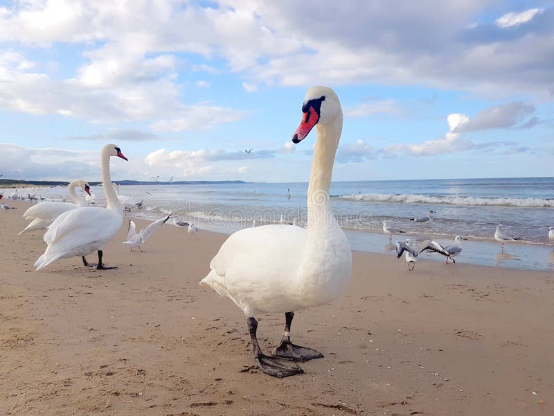 Cygnes, mouette et oiseaux traînant par la plage photographie stock libre de droits Cygnes, mouette et oiseaux traînant par la plage photographie stock libre de droits