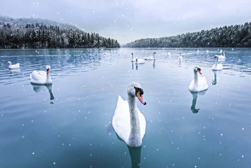 Cygnes, neige, lac, hiver photographie stock Cygnes, neige, lac, hiver photographie stock