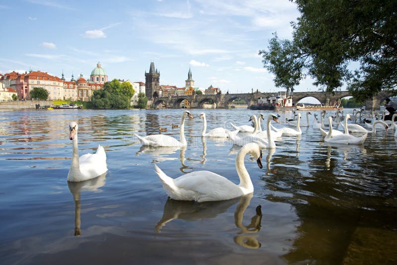 Cygnes sur la rivière de Vltava à Prague photo libre de droits Cygnes sur la rivière de Vltava à Prague photo libre de droits