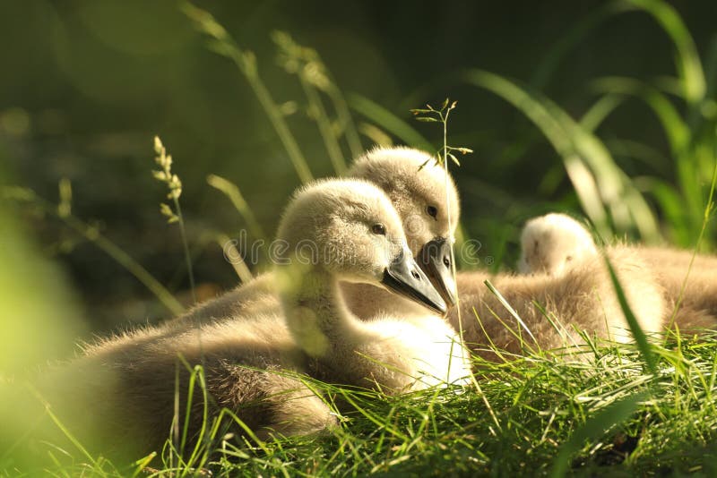 cygnet on a meadow in the sunshine cygnets are resting grass at edge of lake rays morning sun