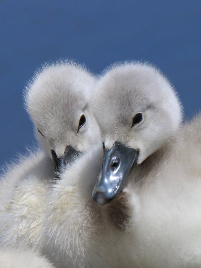 A pair of fluffy mute swan Cygnus olor cygnets against a blue background.