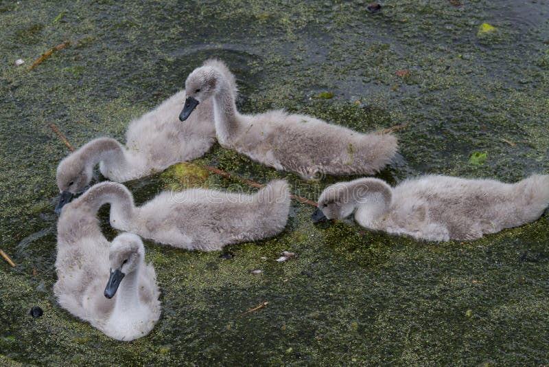 Cygnets. Swans on a lake in Denmark Scandinavia