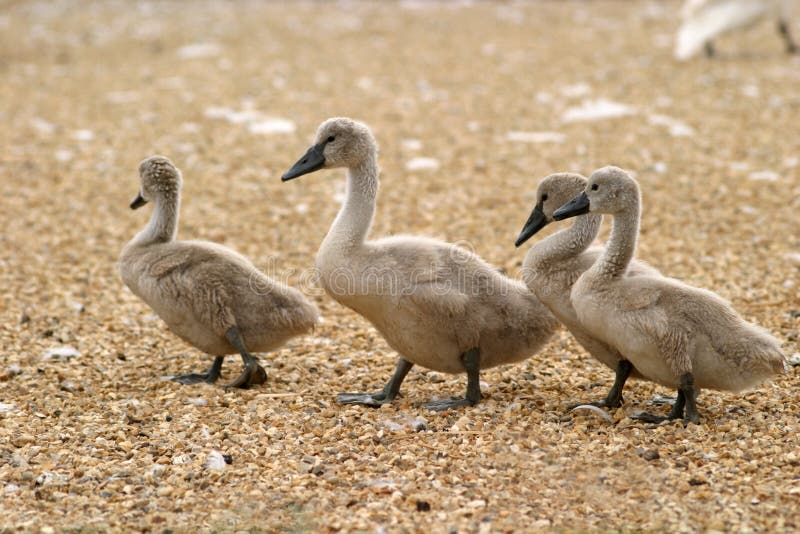 Cygnets stockbilder Cygnets stockbilder