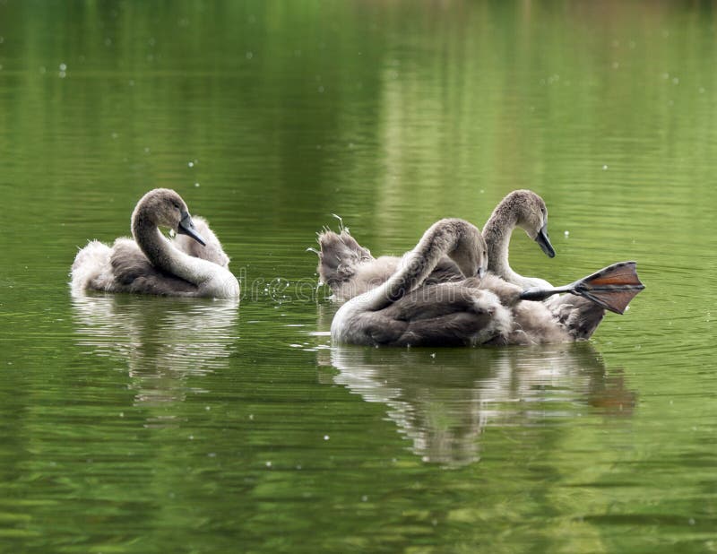 stock image. Image of baby, young, bird, animal 15062769