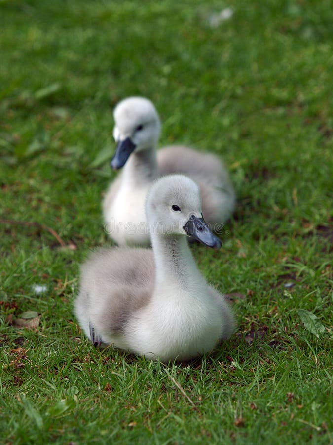 stock image. Image of baby, young, bird, animal 15062769
