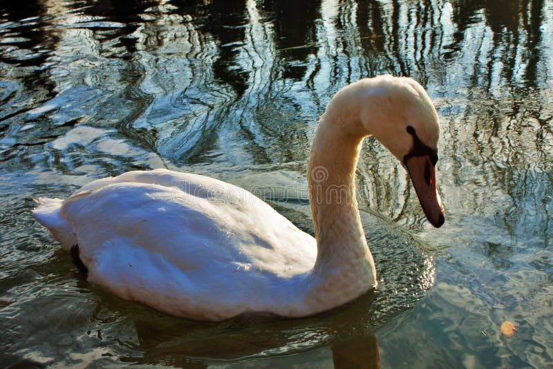 Cygnus ist die taxonomische Klasse, mit der die größten Wasservögel der Anatidaefamilie identifiziert werden, thes lizenzfreie stockbilder Cygnus ist die taxonomische Klasse, mit der die größten Wasservögel der Anatidaefamilie identifiziert werden, thes lizenzfreie stockbilder