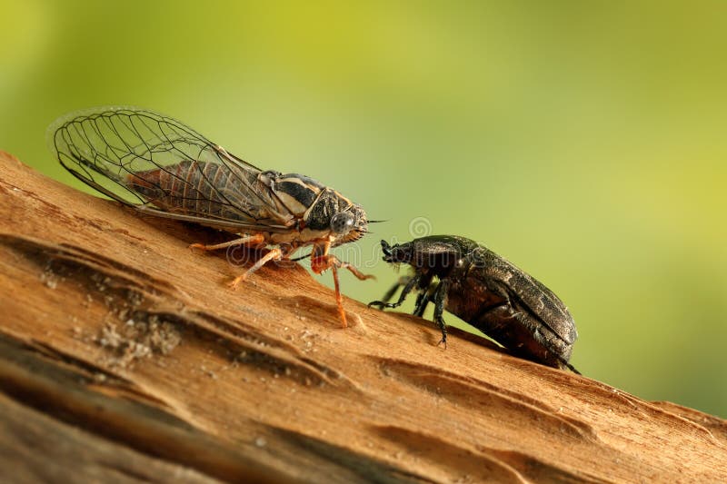 Cykada Euryphara i Różany chafer na gałązki spojrzeniach przy each inny na zielonym tle. Cykada Euryphara, Różany chafer i x28; cetonia aurata& x29; na gałązki spojrzeniach przy each inny na zielonym tle