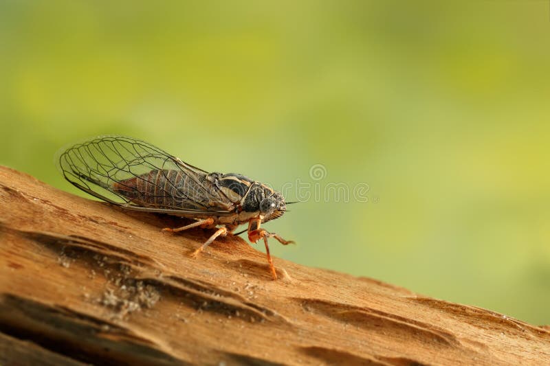 Cykada Euryphara, rusza się w dół na gałązce z zielonym tłem zdjęcia royalty free
