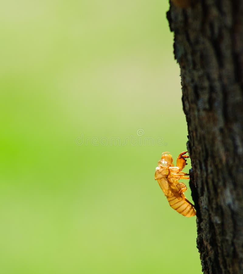 Cykady Exoskeleton fotografia stock Cykady Exoskeleton fotografia stock