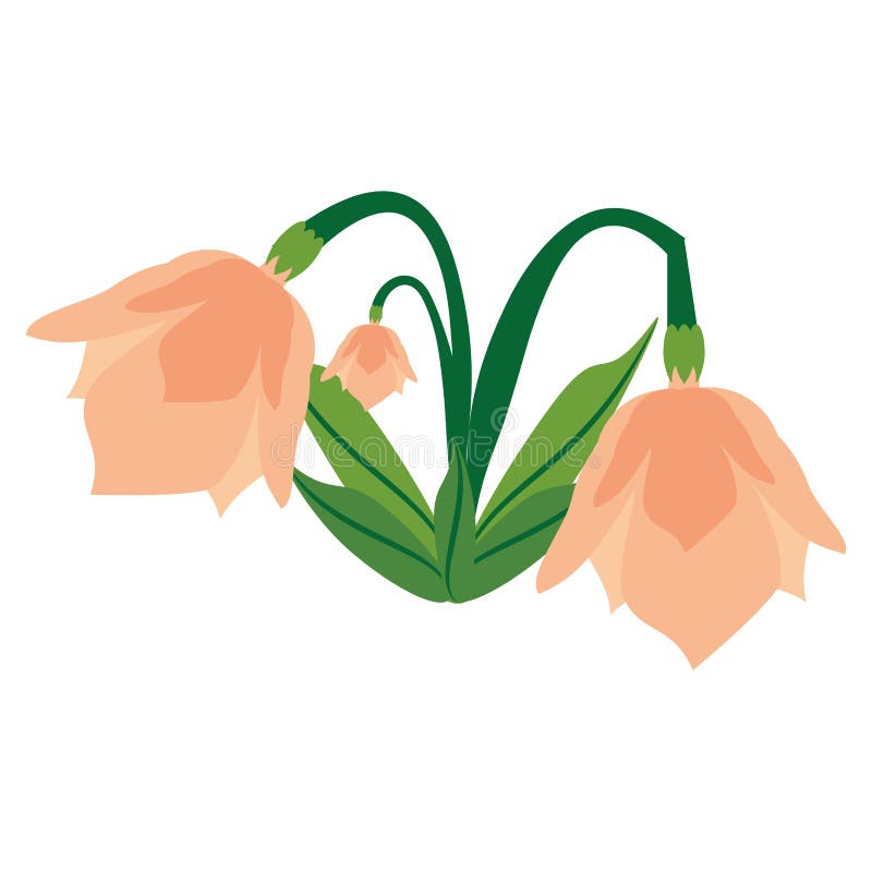 Cyklamenu kwiatu wiosny wizerunek ilustracja wektor