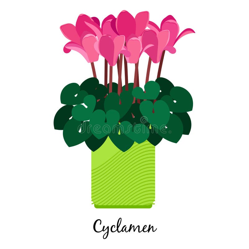 Cyklameny zasadzają w garnek ikonie ilustracja wektor
