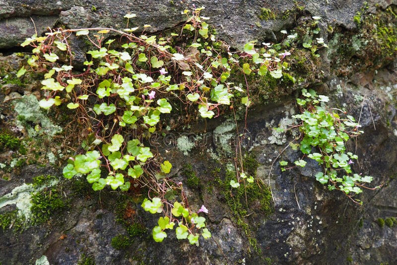 Cymbalaria cymbalum is a genus of herbaceous plants in the Plantain family Plantaginaceae, common in the Mediterranean