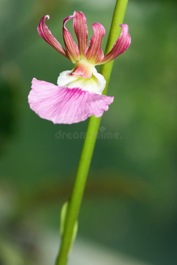 Cymbidium flower