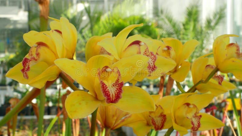 Cymbidium Hybrid Yellow Orchids the Genus, Beautiful Flower, Development of  Many Artificial Hybrids Breeding Crimson Stock Photo - Image of grows,  genus: 144904064