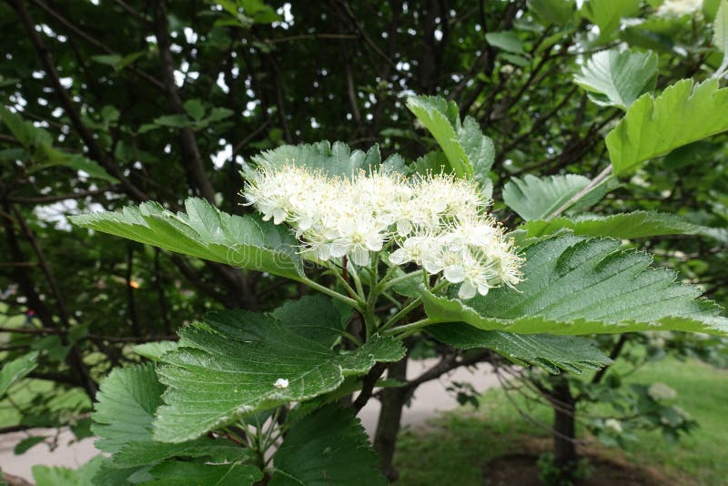 Cymose Corymb of White Flowers of Sorbus Aria in May Stock Photo ...